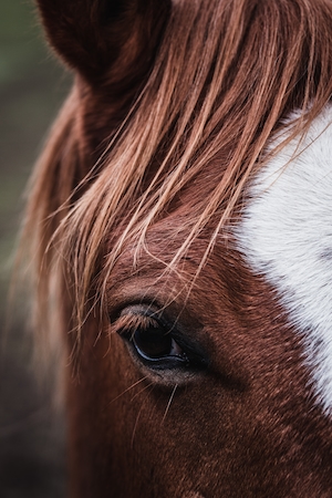 макро-фотография, глаз коня 