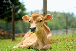 Корова, лежащая на травянистом поле