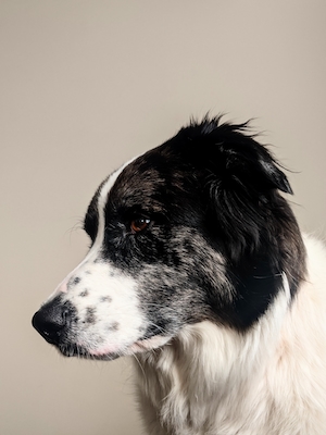 черно-белая собака на бежевом фоне 