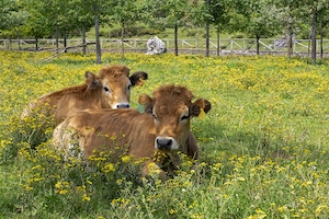 коровы лежат на цветущем лугу 