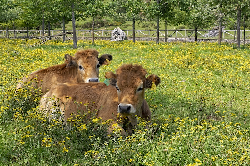 Коров луг сколько. Коровы на лугу. Коровы и телята. Фото коровы на лугу. Корова с теленком на лугу фотосток.