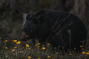 черный медведь на поле цветов 