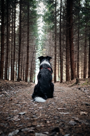 собака сидит в лесу