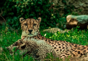 гепард лежит на траве 