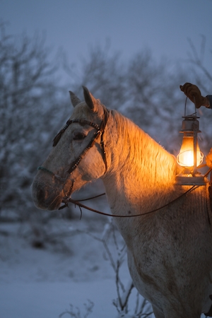 Лошадь и фонари на снегу редкой техасской снежной зимней ночью. 