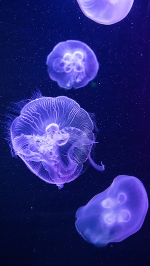 Медуза в фиолетовом цвете, крупный план