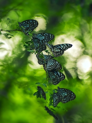 Бабочка синий тигр, синие бабочки сидят на ветке растения 