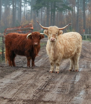Коровы шотландского горца, горные коровы, смотрят в кадр 
