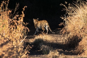 леопард идет по тропе 