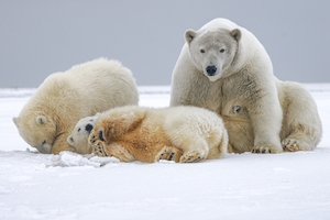 Мать белого медведя с детенышами на снегу 