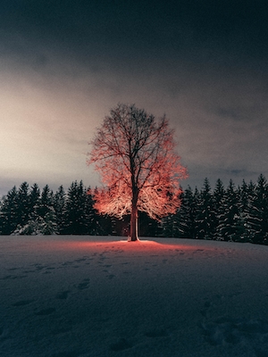 Светящееся дерево зимой
