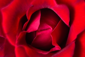 Крупный план сердца розы, окруженного темно-красными лепестками