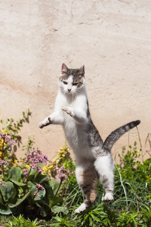 Кот в прыжке на улице 