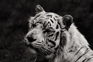 черно-белая фотография белого тигра, крупный план 