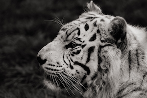 Белый тигр, черно-белая фотография, портрет тигра, крупный план 