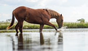 коричневый конь на водопое в пруду 