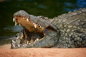 Открытая пасть крокодила
