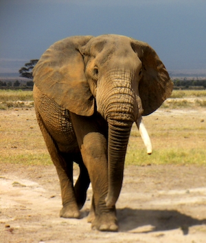 фото слона в полный рост 