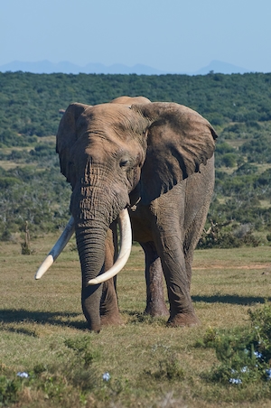 фото слона в дикой природе в полный рост 