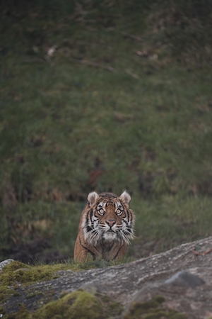 тигр поднимается на скалу 