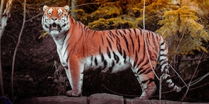 фото тигра в полный рост со стороны, тигр смотрит в кадр 