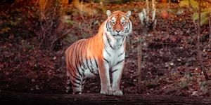 тигр стоит в лесу 