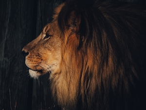 Профиль льва