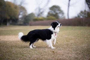 черно-белая собака в парке 