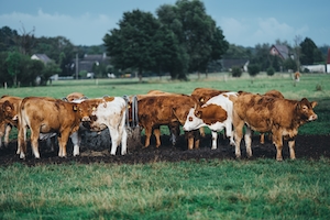 бело-коричневые коровы пасутся на лугу 