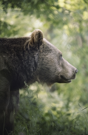 бурый медведь в лесу в профиль 