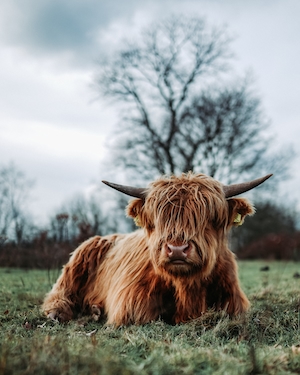 Шотландский бык
