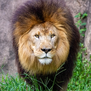 Лев, осматривающий окрестности в зоопарке Мемфиса.