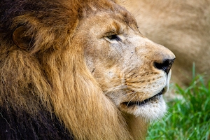 Профиль льва в зоопарке Мемфиса.
