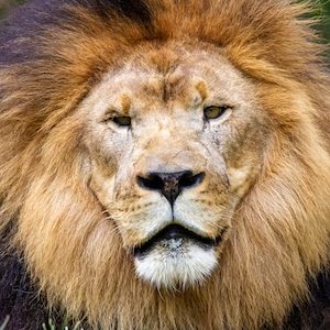 Лев смотрит сверху вниз в зоопарке Мемфиса.
