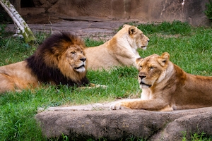 Логово львов, отдыхающих в зоопарке на траве 