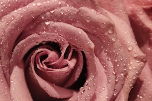 Розовая роза. Бутон бледно-розовой розы, крупный план 