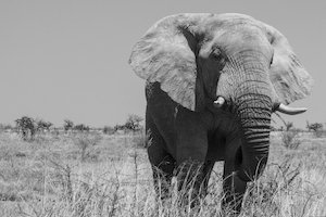 черно-белая фотография слона 