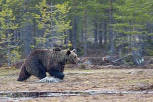 Европейский черный медведь в лесу 