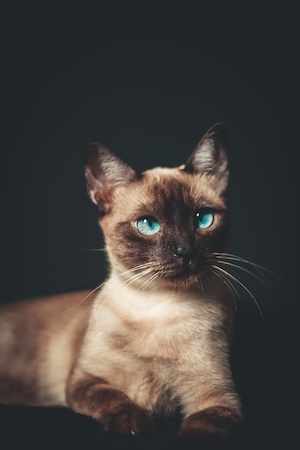
сиамская голубоглазая домашняя кошка с выраженным взглядом