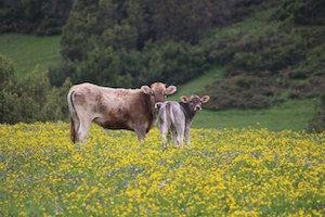 коровы на цветущем лугу 