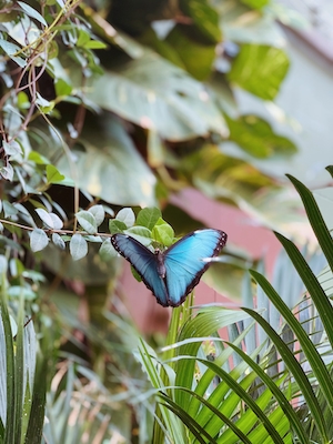 голубая бабочка в саду 