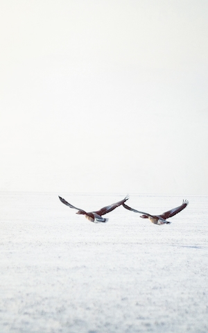 Снимок двух чаек над морем туманным зимним утром 