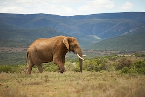 фото слона, гуляющего на фоне холмов 