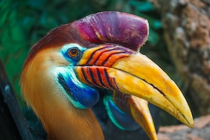 Разноцветный пеликан 