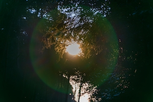Полный круг света, созданный солнцем, просачивающимся сквозь деревья.