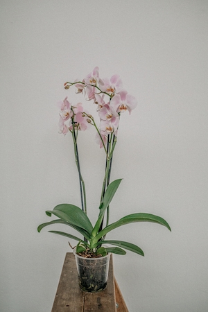 Бело-розовая орхидея