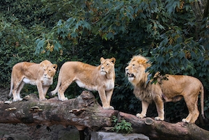 семья львов на фоне зеленых деревьев 