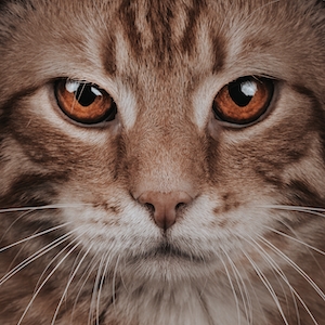Рыжий кот с оранжевыми глазами, крупный план 