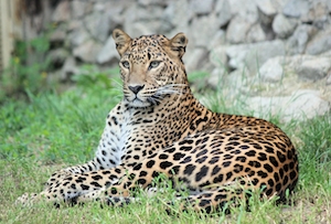 леопард лежит на траве 