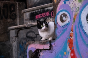 Уличный турецкий кот 